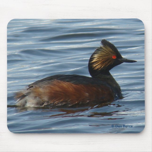 B1 Eared Grebe in Spring Plumage Mouse Pad (Front)