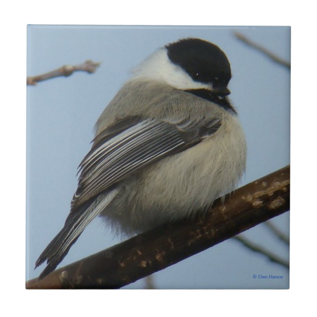 B21 Black Capped Chickadee Ceramic Tile (Front)