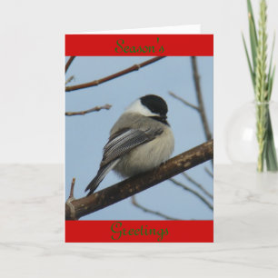 B21 Black Capped Chickadee Holiday Card
