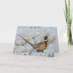 B22 Ring-necked Pheasant Card
