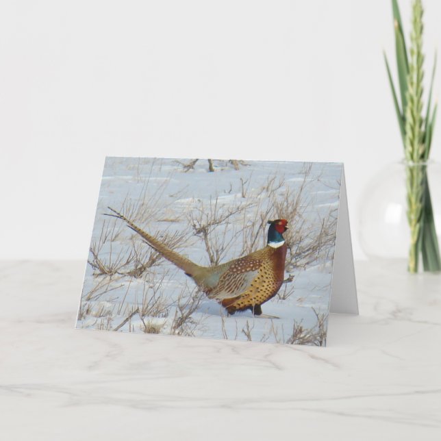 B22 Ring-necked Pheasant Card (Front)