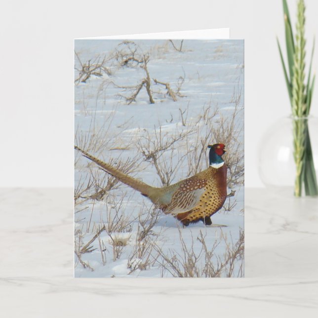 B22 Ring-necked Pheasant Card (Front)