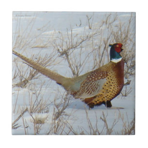 B22 Ring-necked Pheasant in Snow Ceramic Tile