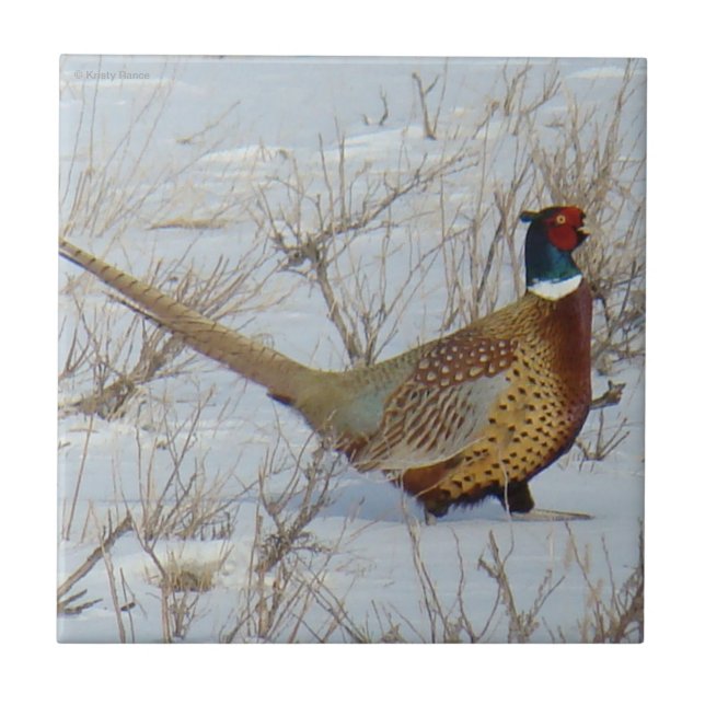 B22 Ring-necked Pheasant in Snow Ceramic Tile (Front)