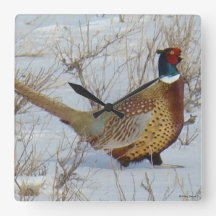 B22 Ring-necked Pheasant in Snow