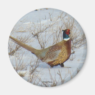 B22 Ring-necked Pheasant Magnet