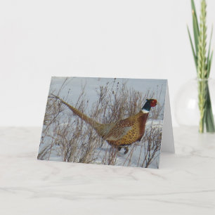 B23 Ring-necked Pheasant Card
