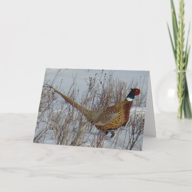 B23 Ring-necked Pheasant Card (Front)