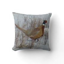B23 Ring-necked Pheasant