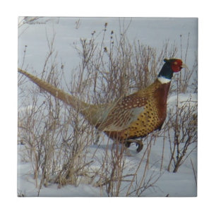 B23 Ring-necked Pheasant in Snow Ceramic Tile