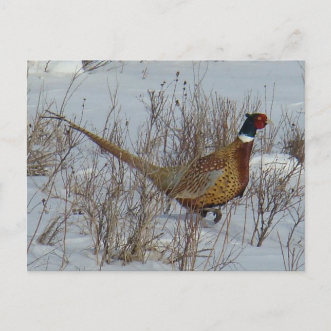 B23 Ring-necked Pheasant in Snow Postcard (Front)