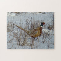 B23 Ring-necked Pheasant