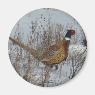 B23 Ring-necked Pheasant Magnet