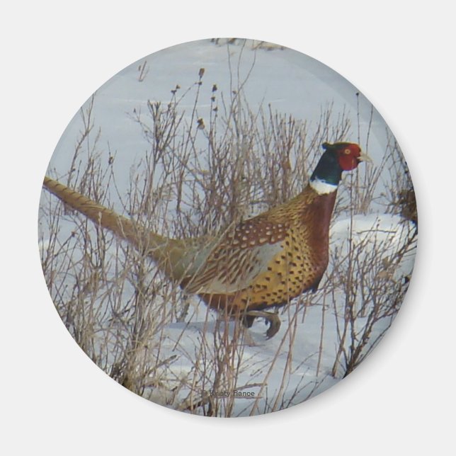 B23 Ring-necked Pheasant Magnet (Front)