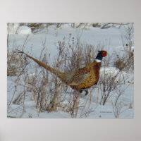 B23 Ring-Necked Pheasant