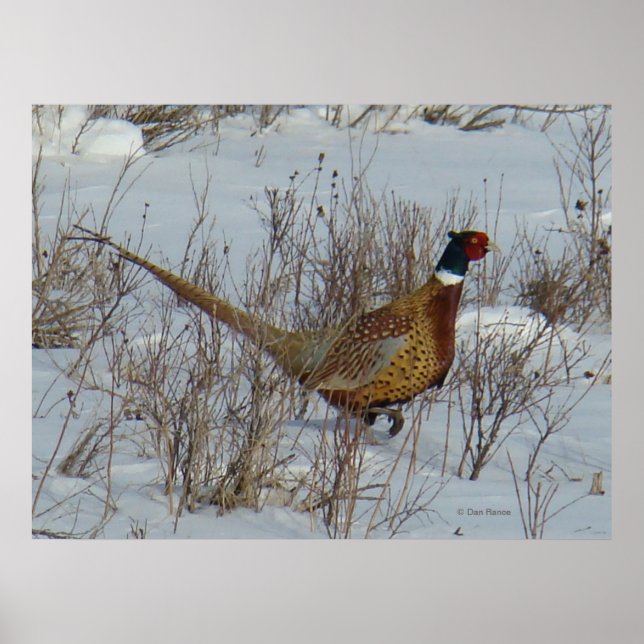 B23 Ring-Necked Pheasant Poster (Front)