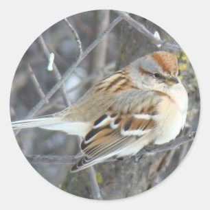 B24 Common Sparrow Classic Round Sticker