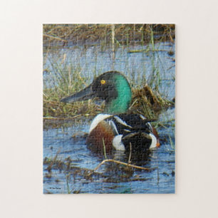 B25 Northern Shoveler Drake Jigsaw Puzzle