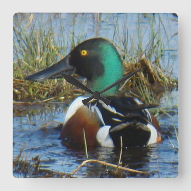 B25 Northern Shoveler Drake Square Wall Clock (Front)