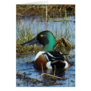 B25 Northern Shoveler Duck