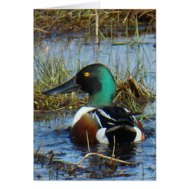 B25 Northern Shoveler Duck (Front)