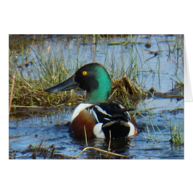 B25 Northern Shoveler Duck (Front Horizontal)