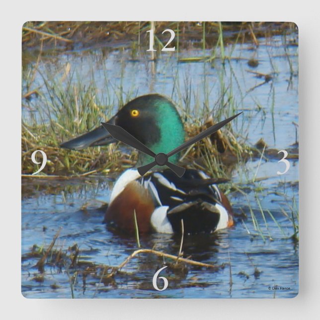B25 Northern Shoveler Spoonbill Square Wall Clock (Front)