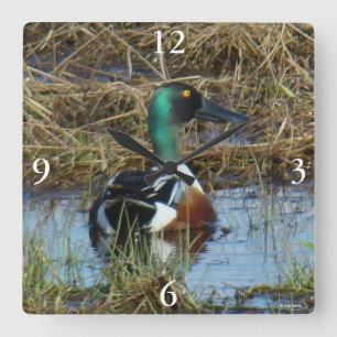 B26 Northern Shoveler Drake Square Wall Clock