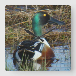 B26 Northern Shoveler Drake Square Wall Clock