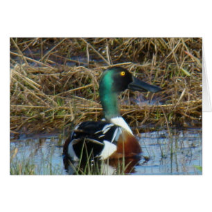 B26 Northern Shoveler Duck