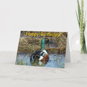 B26 Northern Shoveler Duck Card