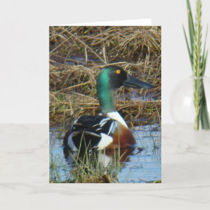 B26 Northern Shoveler Duck Card