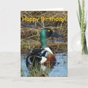 B26 Northern Shoveler Duck Card