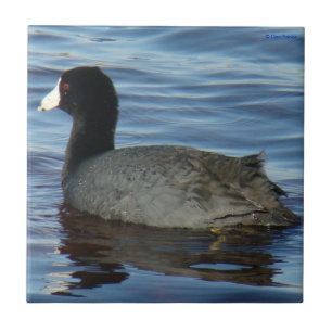 B27 Common Coot Ceramic Tile