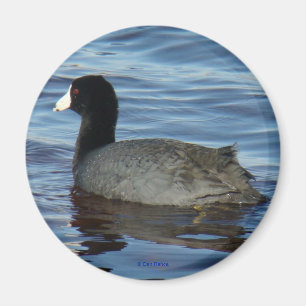B27 Common Coot Magnet