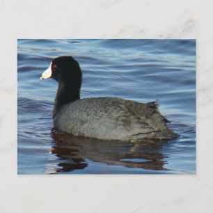 B27 Common Coot Postcard
