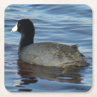B27 Common Coot