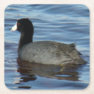 B27 Common Coot Square Paper Coaster