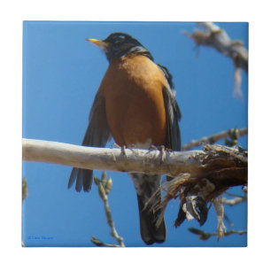 B28 Robin Ceramic Tile