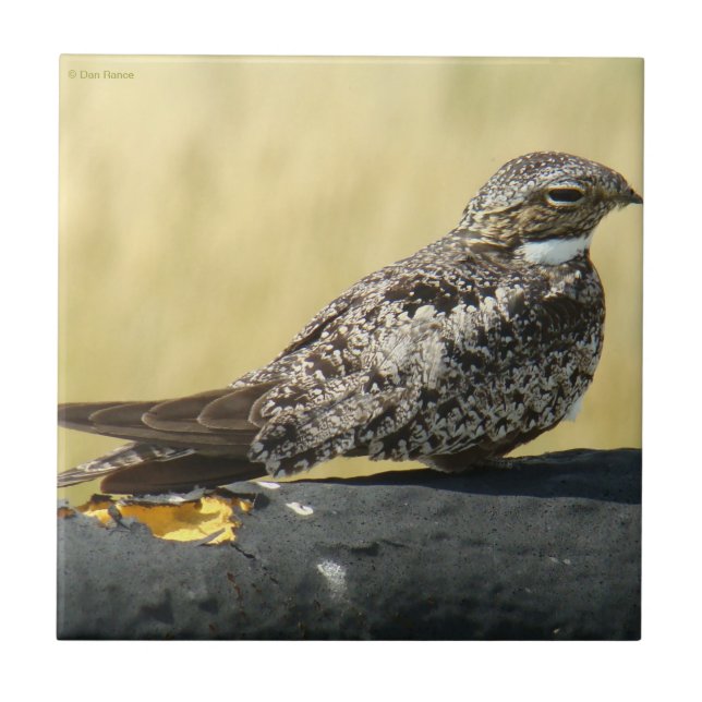 B29 Common Nighthawk Tile (Front)