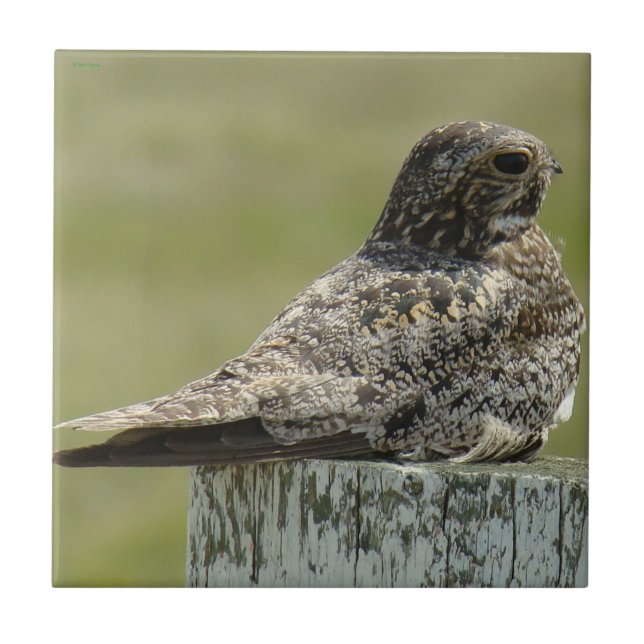B2 Common Nighthawk Ceramic Tile (Front)