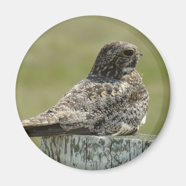 B2 Common Nighthawk Magnet (Front)