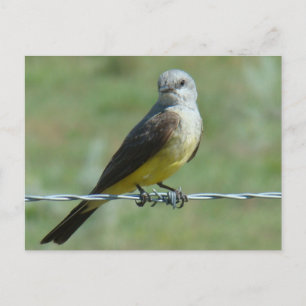 B32 Western Kingbird Postcard