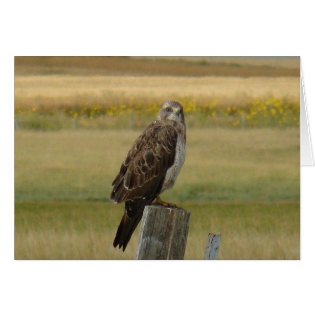 B33 Swainson's Hawk (Front Horizontal)
