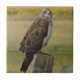 B33 Swainson's Hawk Ceramic Tile