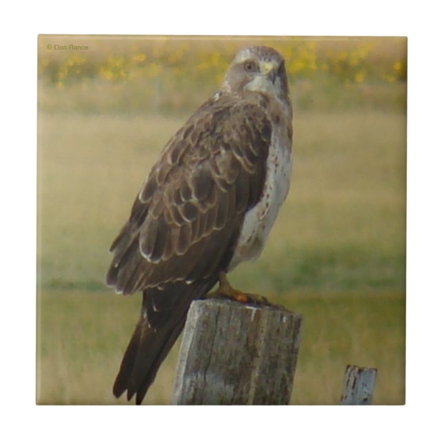 B33 Swainson's Hawk Ceramic Tile (Front)