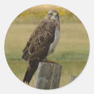 B33 Swainson's Hawk Classic Round Sticker