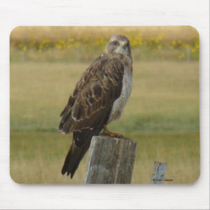 B33 Swainson's Hawk Mouse Pad
