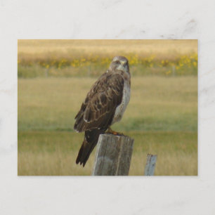 B33 Swainson's Hawk Postcard
