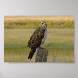 B33 Swainson's Hawk Poster
